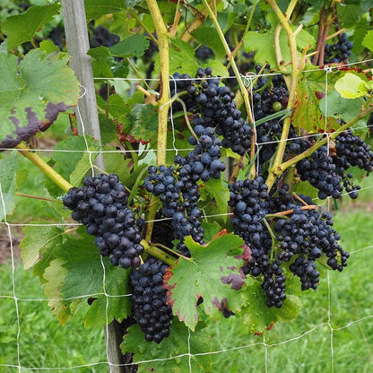 Plant Climbing Net – Garden Trellis Netting for Vining Plants